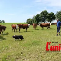 de gauche a droite : les vaches, le chien et les maitres