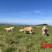 Vaches aubrac dans un pâturage de montagne