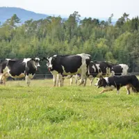 Border collie avec des vaches