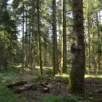 forêt