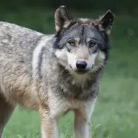 Le combat des éleveurs c'est bien de protéger leurs troupeaux et de faire baisser le nombre d'attaques.