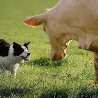 chien border collie avec vache charolaise