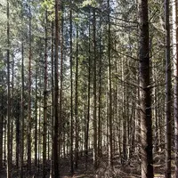 Une forêt de résineux en Lozère