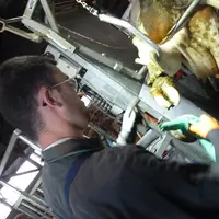 "Pour être pareur il faut être animalier, aimer le contact avec les vaches et surtout avec les éleveurs : Thibaut Roberton.