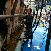 jeune éleveur en train de traire les vaches