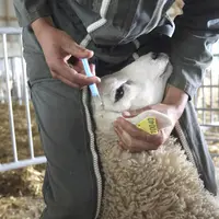 Un mouton se fait vacciner