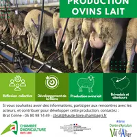 Ovins lait projet de filière sur le Brivadois