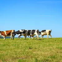 un border colline guide un troupeau de vaches sur les indications de son maître