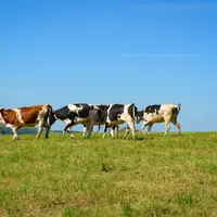 Un border collie quatre vaches et un éleveur dans une prairie