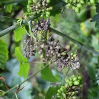 Grappe de raisin rongée par le mildiou