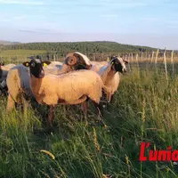 Plusieurs brebis parquées sur une montagne.