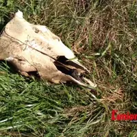 Crâne de veau au milieu d'un pré