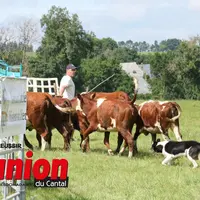 le chien pousse les jeunes vaches