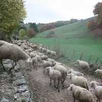 La progression de cette maladie vers le sud de la Belgique s’est accentuée depuis une semaine.