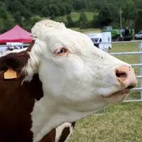 Des vaches laitières en exposition