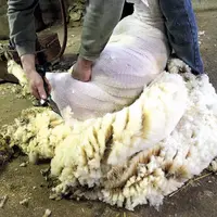 La tonte des moutons, étape essentielle pour récupérer la laine