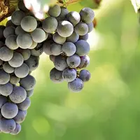 Des raisins en train de mûrir