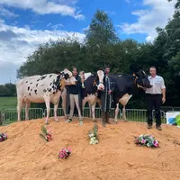 Trois vaches holstein lors d'un concours