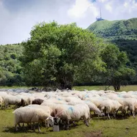 Troupeau de brebis qui pâturent