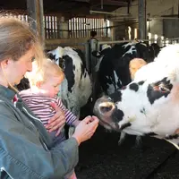 Une éleveuse avec un bébé dans les bras approche sa main du museau d'une vache