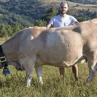 Florian Hostalier et l'une des Aubrac qu'il présentera à Nasbinals le 14 septembre
