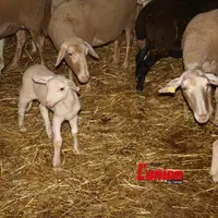 Brebis et agneaux dans une bergerie