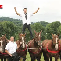 Chevaux de trait