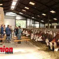 Un groupe de personne avec à droite des vaches mangeant