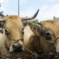 La fête de l'Aubrac à Nasbinals