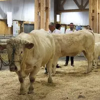 Le concours Qualiviande qui a eu lieu à la grande halle d'Aumont-Aubrac