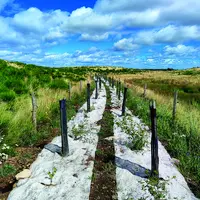 Une plantation de haies