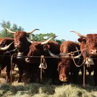 des vaches salers
