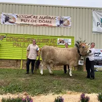 vache Aubrac présentée sur un podium