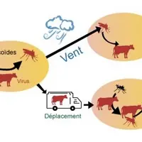 Diffusion des maladies vectorielles liées aux culicoïdes.