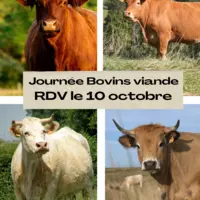 Ne manquez pas la journée dédiée aux bovins viande le 10 octobre prochain.