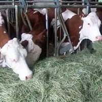 Maîtrise technique et cohérence du système permette d'avoir une marge sur coût alimentaire au delà de 6€/vache/jour.