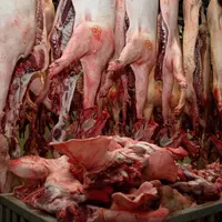 carcasses de porcs dans un abattoir
