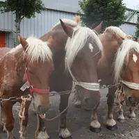 La foire aux chevaux se tiendra bien à Fay sur Lignon, mais avec quelques changements en termes d'accès.