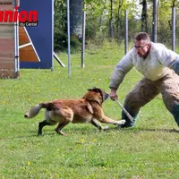 competition sportive canine, le chien et l'homme d'attaque