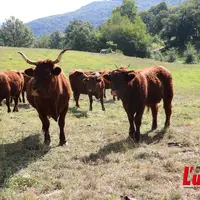 Vaches salers dans un pré debout