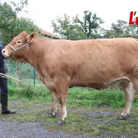 Eleveur posant avec une vache limousine dans sa cour de ferme