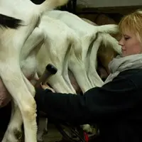 femme agricultrice traite vaches