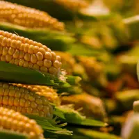 récolte maïs semence champ agriculteurs cultures