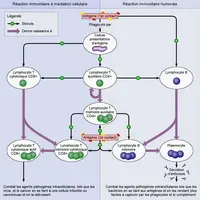 diagramme du fonctionnement du système immunitaire