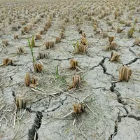 sécheresse sol sec culture asséchée catastrophe naturelle