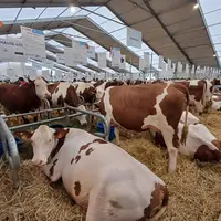 Le programme MO3 innove avec la mise en place de deux nouveaux index santé utilisables pour la sélection de vos montbéliardes.