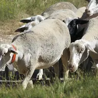 Des brebis en été