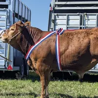 Ugo P, jeune mâle hétérozygote Polled, appartenant au Gaec Verlaguet
