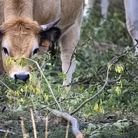 Une vache Aubrac mange du frêne