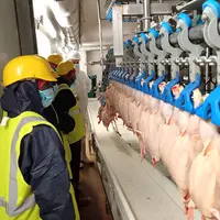 Des personnes avec un équipement de sécurité, casque et masque, passe devant une chaîne ou les volailles plumées sont suspendues par les pattes.